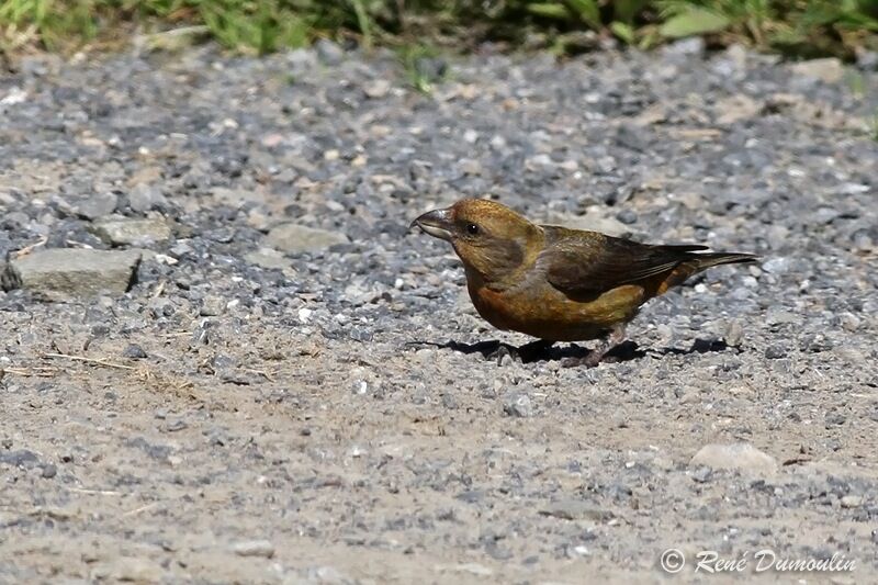 Red Crossbill female adult, identification, Behaviour