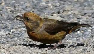 Red Crossbill