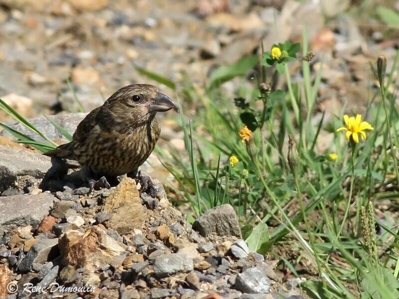 Red Crossbilljuvenile, identification, Behaviour