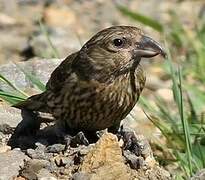 Red Crossbill