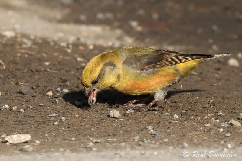 Red Crossbill male immature, identification, Behaviour