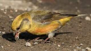 Red Crossbill