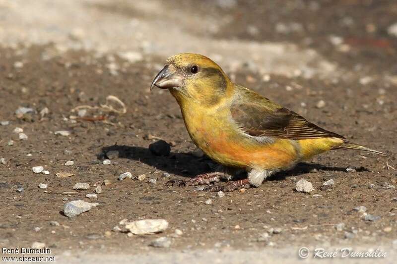 Red Crossbill male Second year, identification