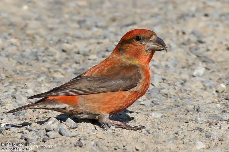 Red Crossbill male adult, identification