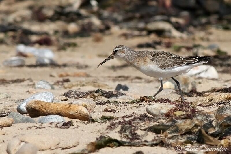 Curlew Sandpiperjuvenile, identification