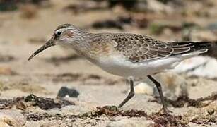 Curlew Sandpiper