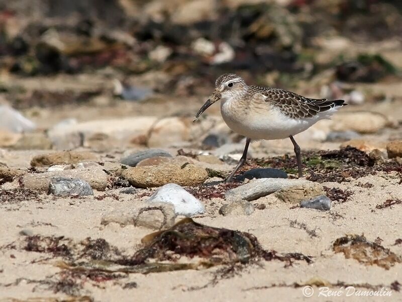 Curlew Sandpiperjuvenile, identification