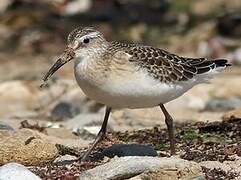 Curlew Sandpiper