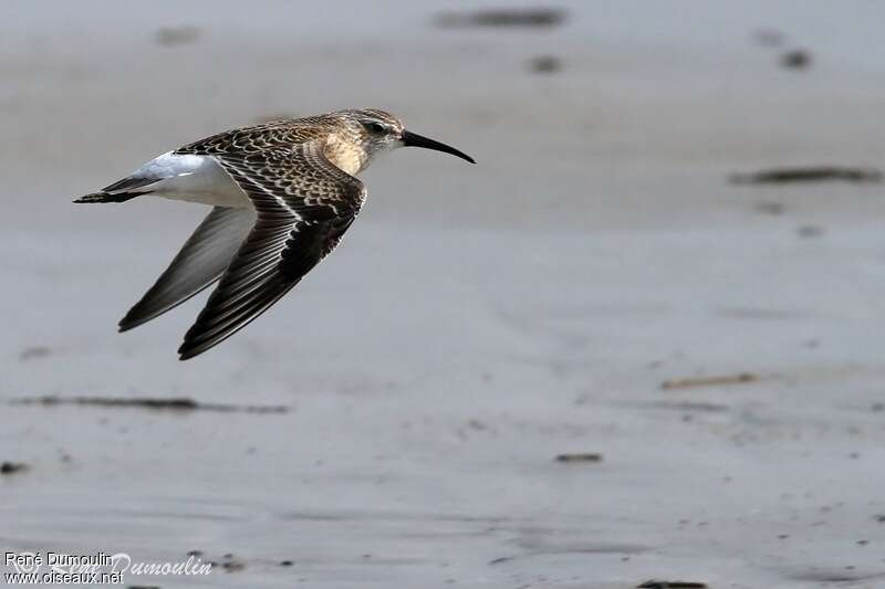 Curlew Sandpiperjuvenile, Flight