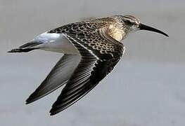 Curlew Sandpiper