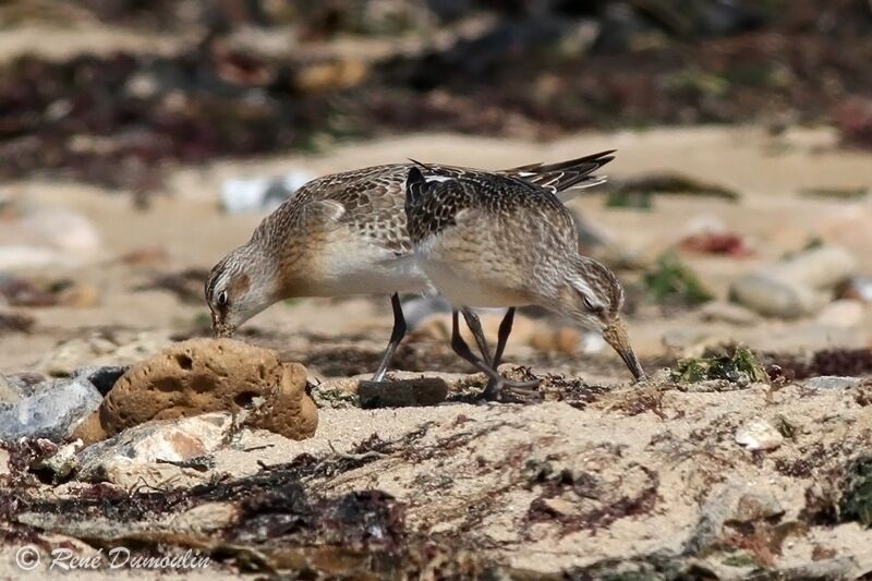 Curlew Sandpiperjuvenile, identification