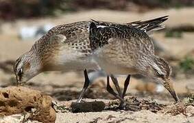 Curlew Sandpiper