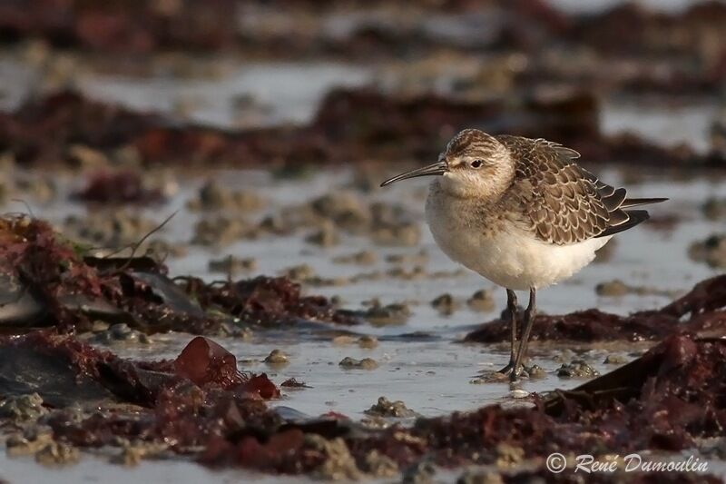 Curlew Sandpiperjuvenile, identification