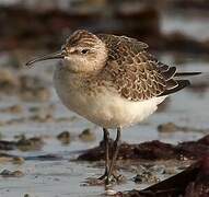 Curlew Sandpiper