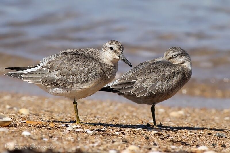 Red Knot, identification