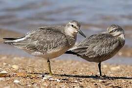 Red Knot