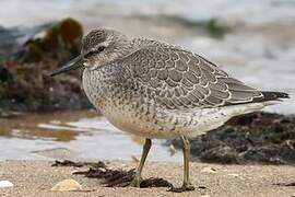 Red Knot