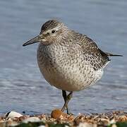 Red Knot