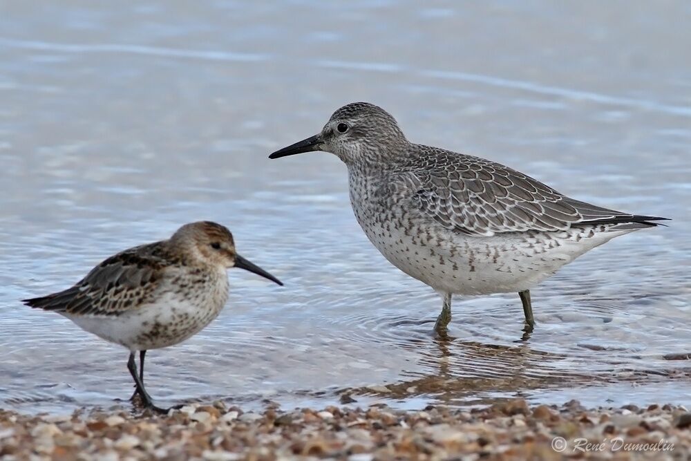 Red Knotadult post breeding, identification