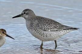 Red Knot