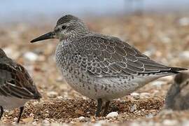 Red Knot