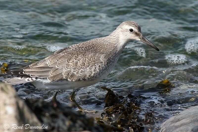 Red Knotjuvenile, identification