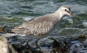 Red Knot