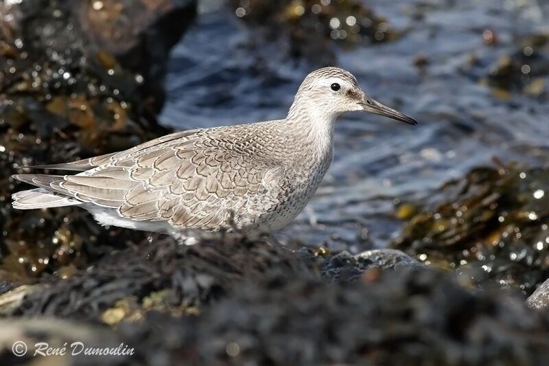 Red Knotjuvenile, identification