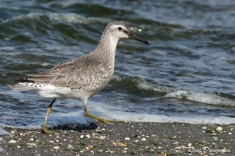 Red Knotjuvenile, identification