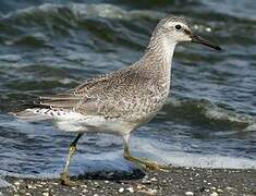 Red Knot