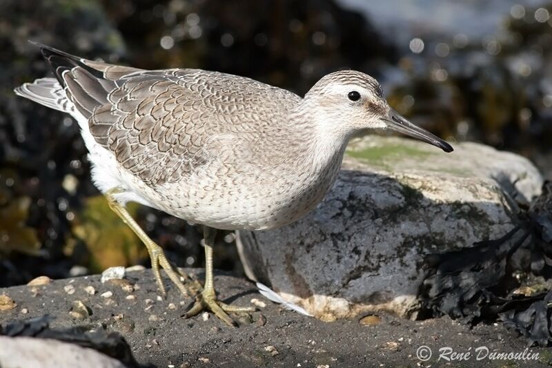 Red Knotjuvenile, identification