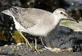 Red Knot