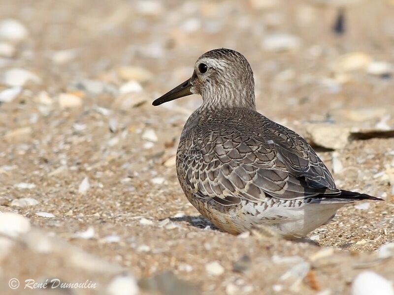 Red Knotadult post breeding, identification