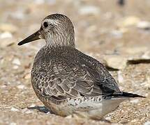 Red Knot