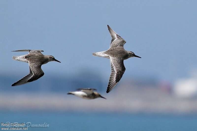 Red Knotjuvenile, Flight