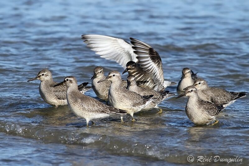 Bécasseau maubèche, identification