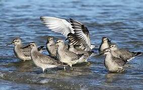 Red Knot