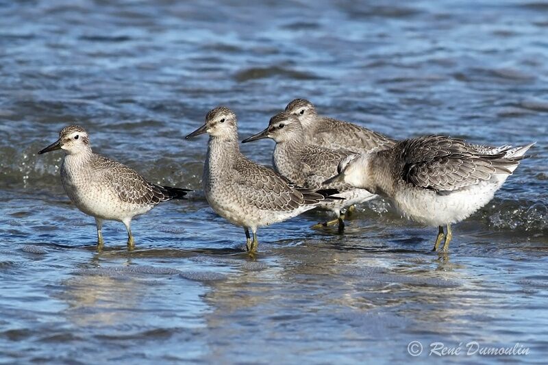 Red Knot, identification