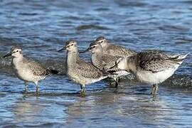 Red Knot