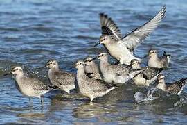 Red Knot