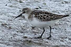 Little Stint