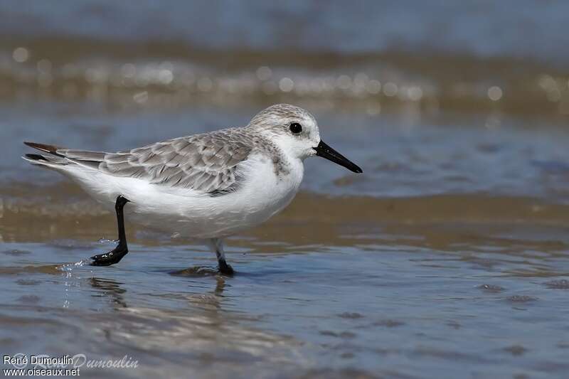 Sanderlingadult post breeding, identification