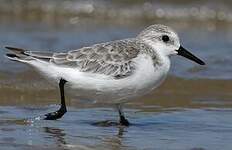 Bécasseau sanderling