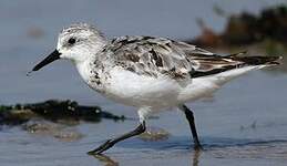 Bécasseau sanderling