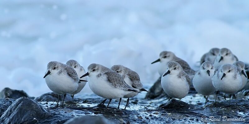 Sanderling, identification