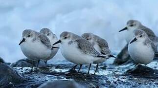 Bécasseau sanderling