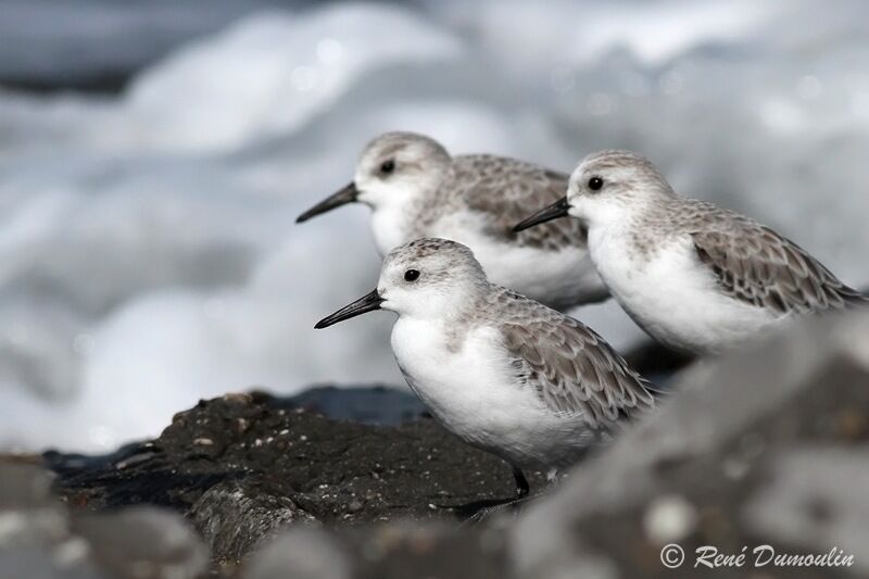 Sanderlingjuvenile, identification