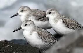 Sanderling