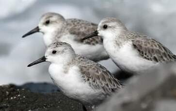 Bécasseau sanderling