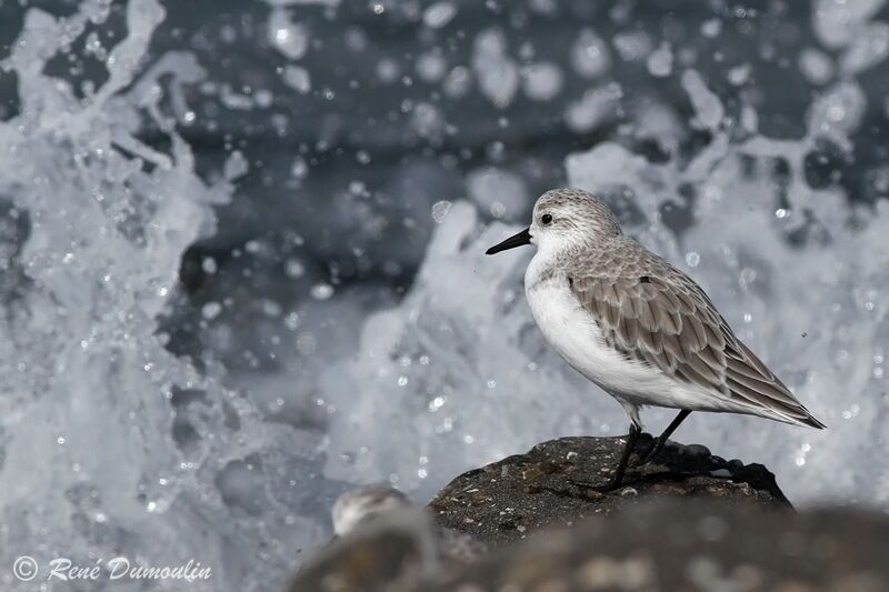 Sanderlingjuvenile, identification